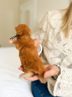 Sashimi Pawzilla Havana 10 3 26