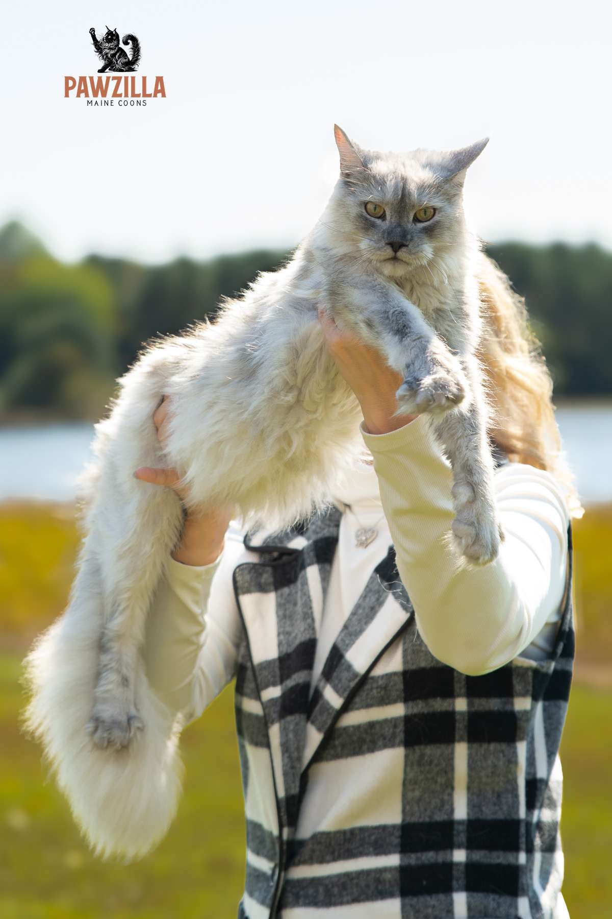 Cilantro – High Smoke Maine Coon Queen