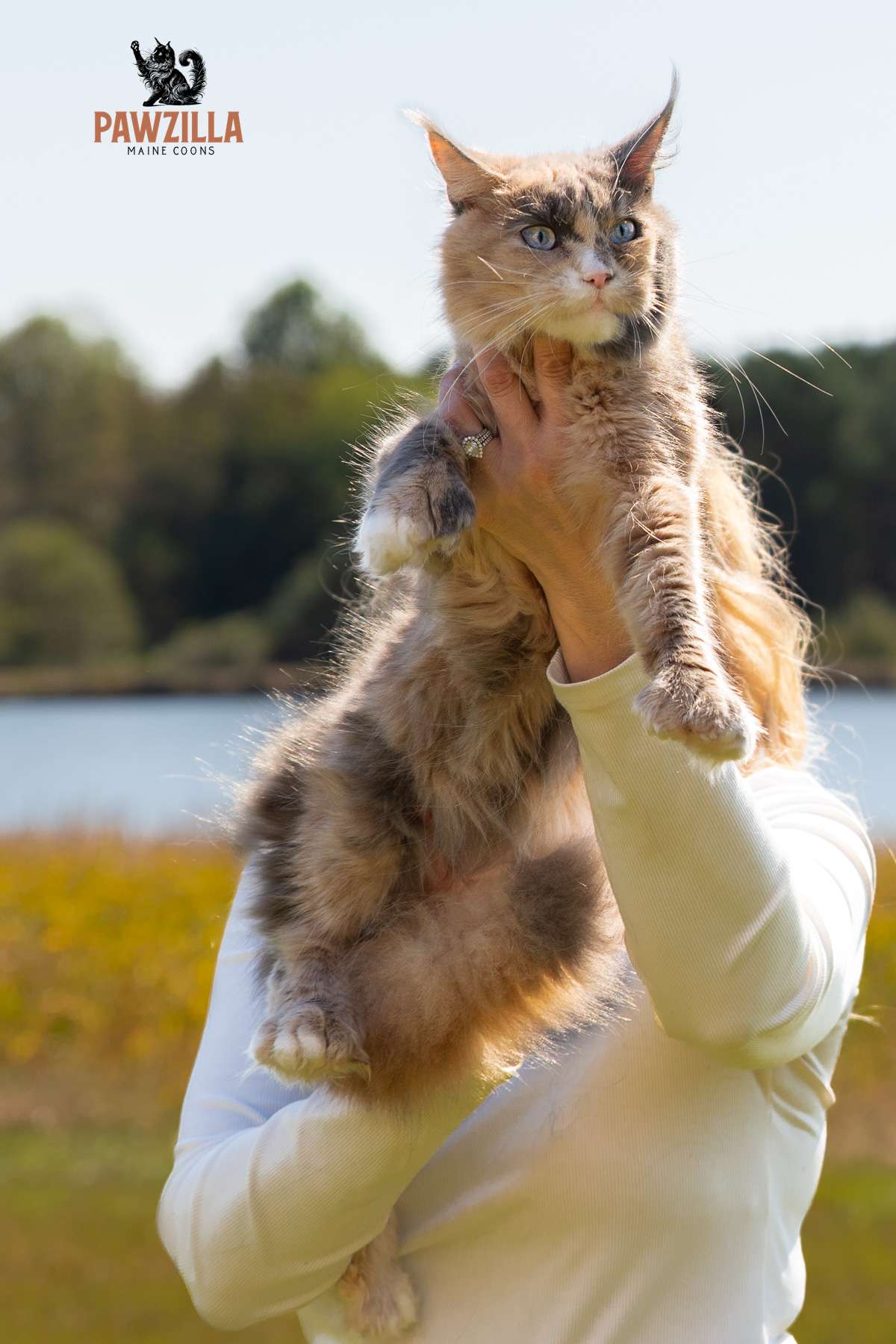 paws 20251025 cat megs watermark 2