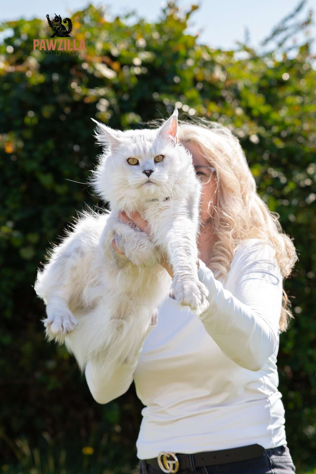 Cyndi holding Stetson, a rare shell-colored Maine Coon cat with a silver-shaded coat, outdoors at Pawzilla Maine Coons farm with logo in corner.