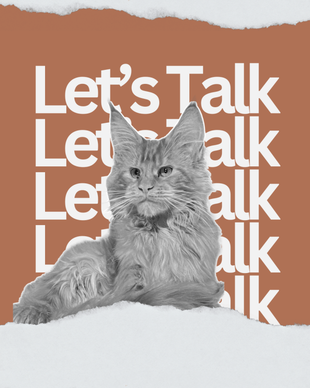 Maine Coon cat from Pawzilla Maine Coons featured on our frequently asked questions page