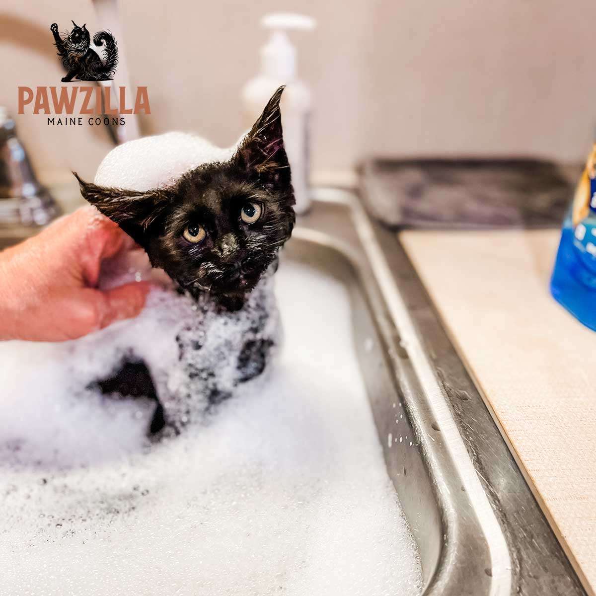 Maine Coon kitten receiving early grooming and care