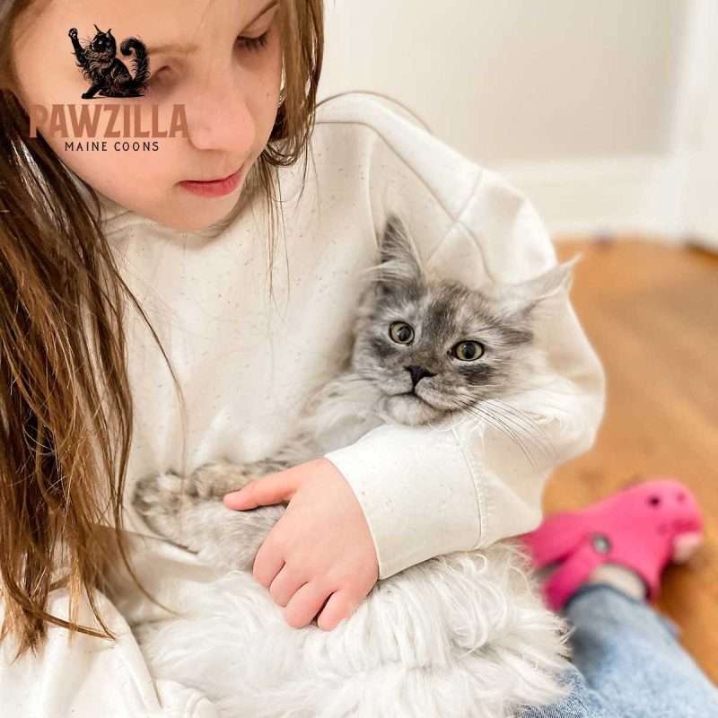 Child holding a Maine Coon kitten from Pawzilla Maine Coons during early bonding