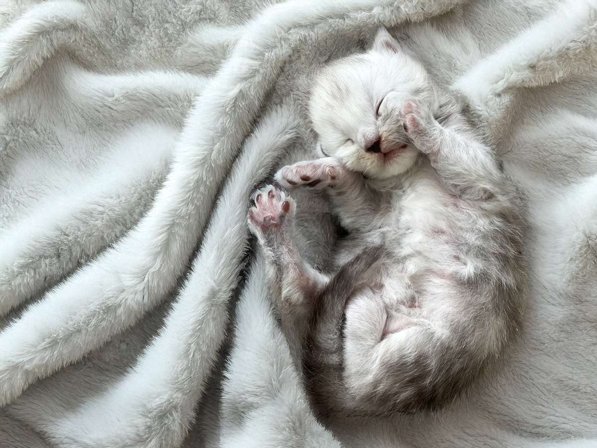 Newborn Maine Coon kitten sleeping on its back in a fluffy blanket — cozy and safe at Pawzilla Maine Coons.