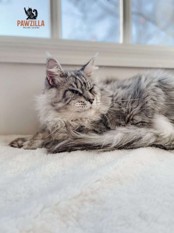 Yeti, a silver tabby Maine Coon king from Pawzilla Maine Coons in North Carolina, resting on a soft white blanket near a window.
