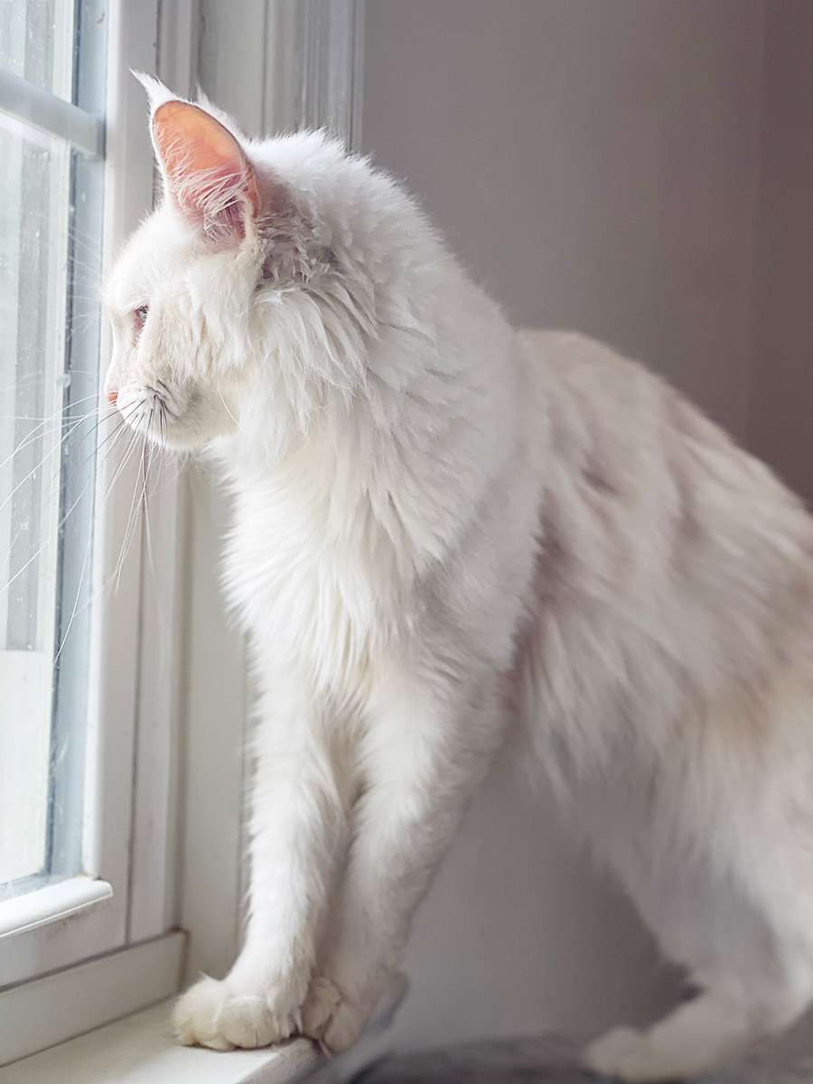 Moana, a Maine Coon Cat, looking out a bright window — safe indoor environment at Pawzilla Maine Coons.