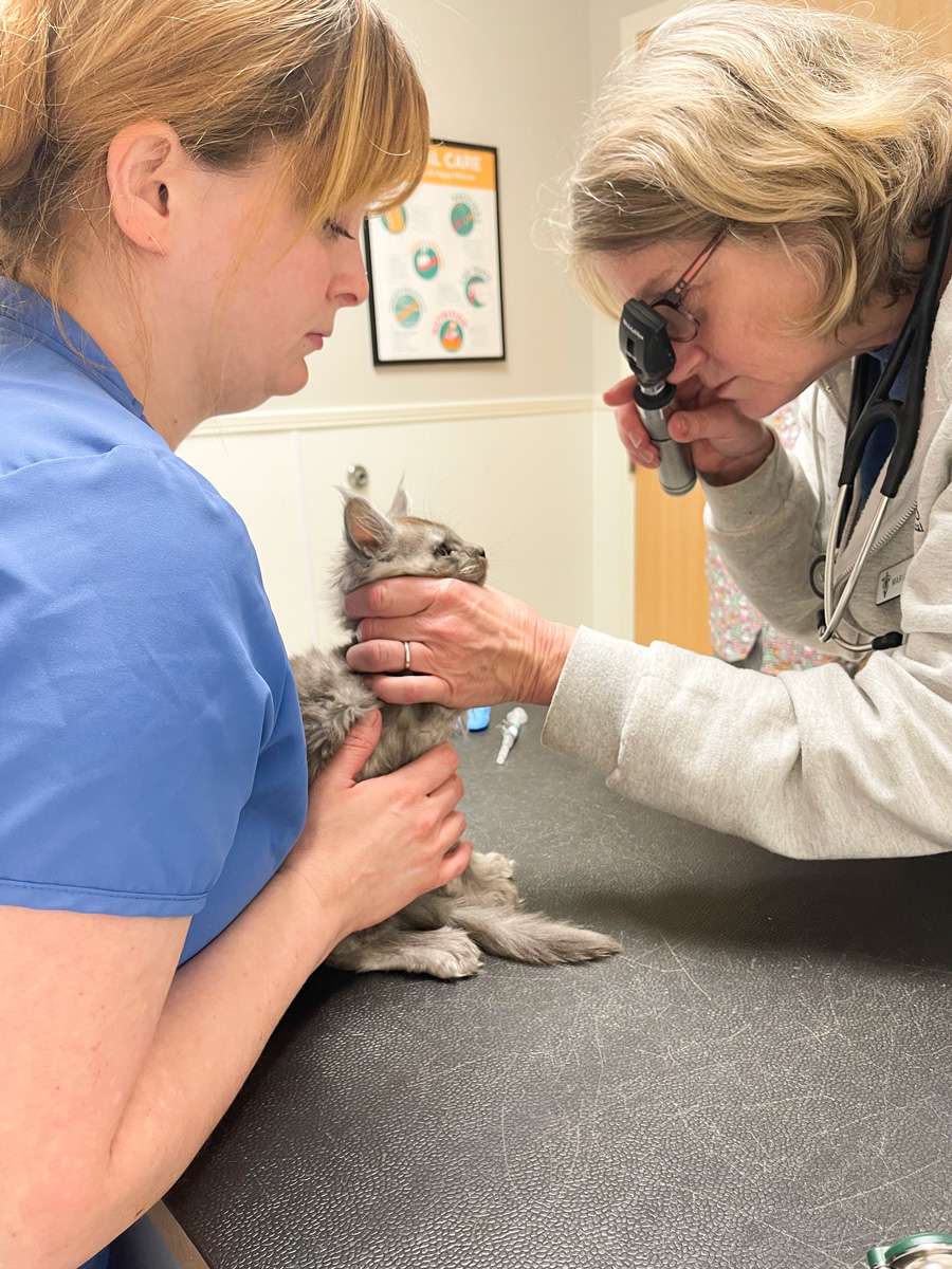 Veterinarian examining a Maine Coon kitten during a routine health check at Pawzilla Maine Coons.
