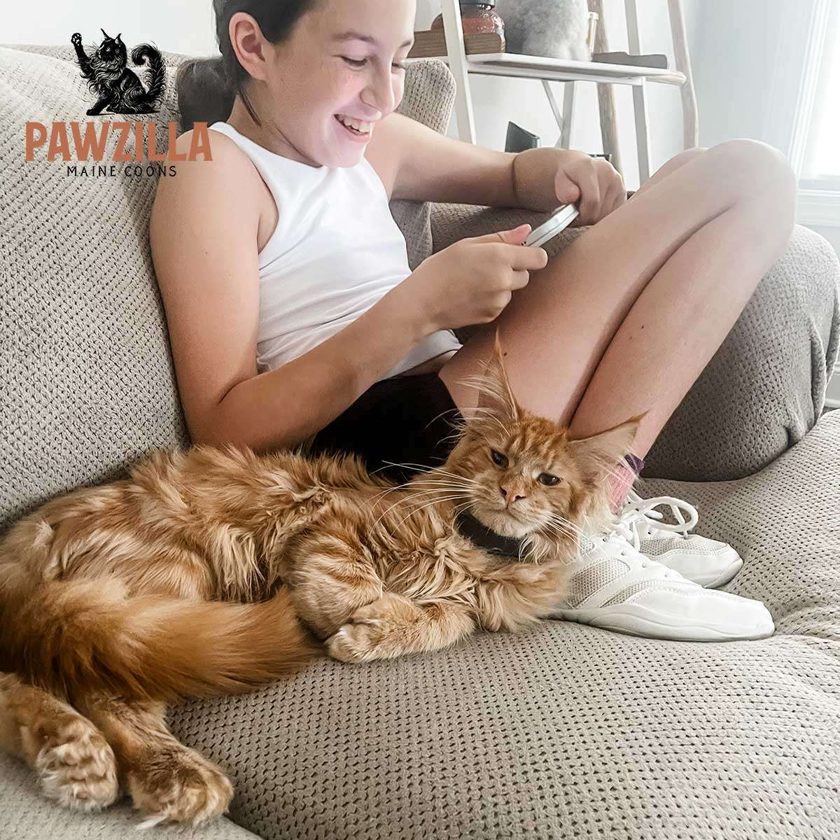 Maine Coon cat relaxing with a child in a home environment
