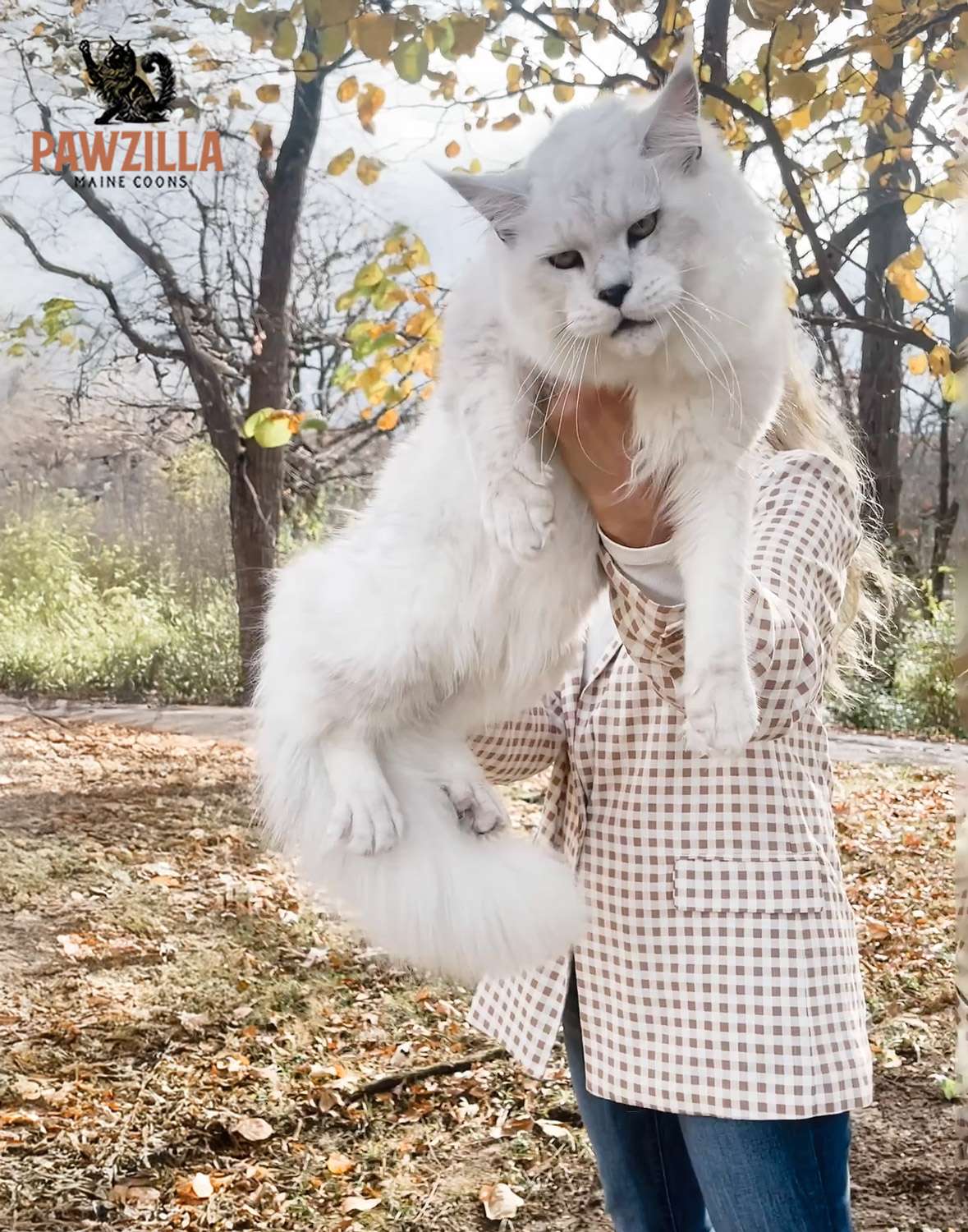 Stetson, a Pawzilla Maine Coon breeding male cat, being held up to show his large size and impressive features.