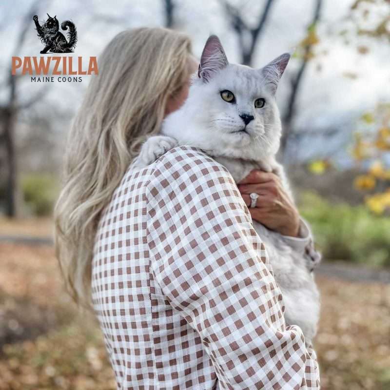 Adult Maine Coon cat raised by Pawzilla Maine Coons
