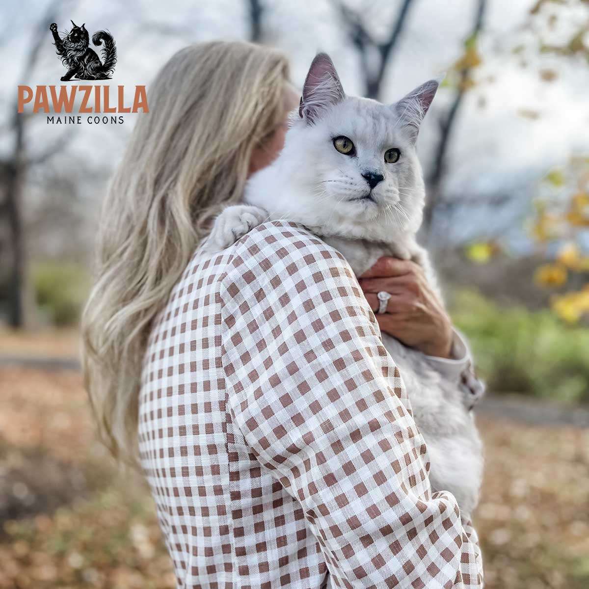 Adult Maine Coon cat raised by Pawzilla Maine Coons
