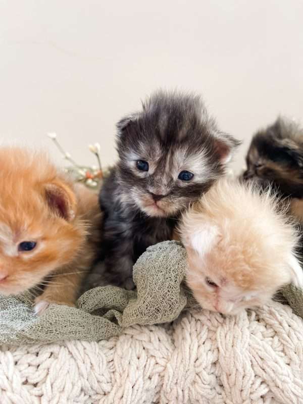 Three young Maine Coon kittens in different coat colors—red, black smoke, and cream—nestled together on a cozy blanket.