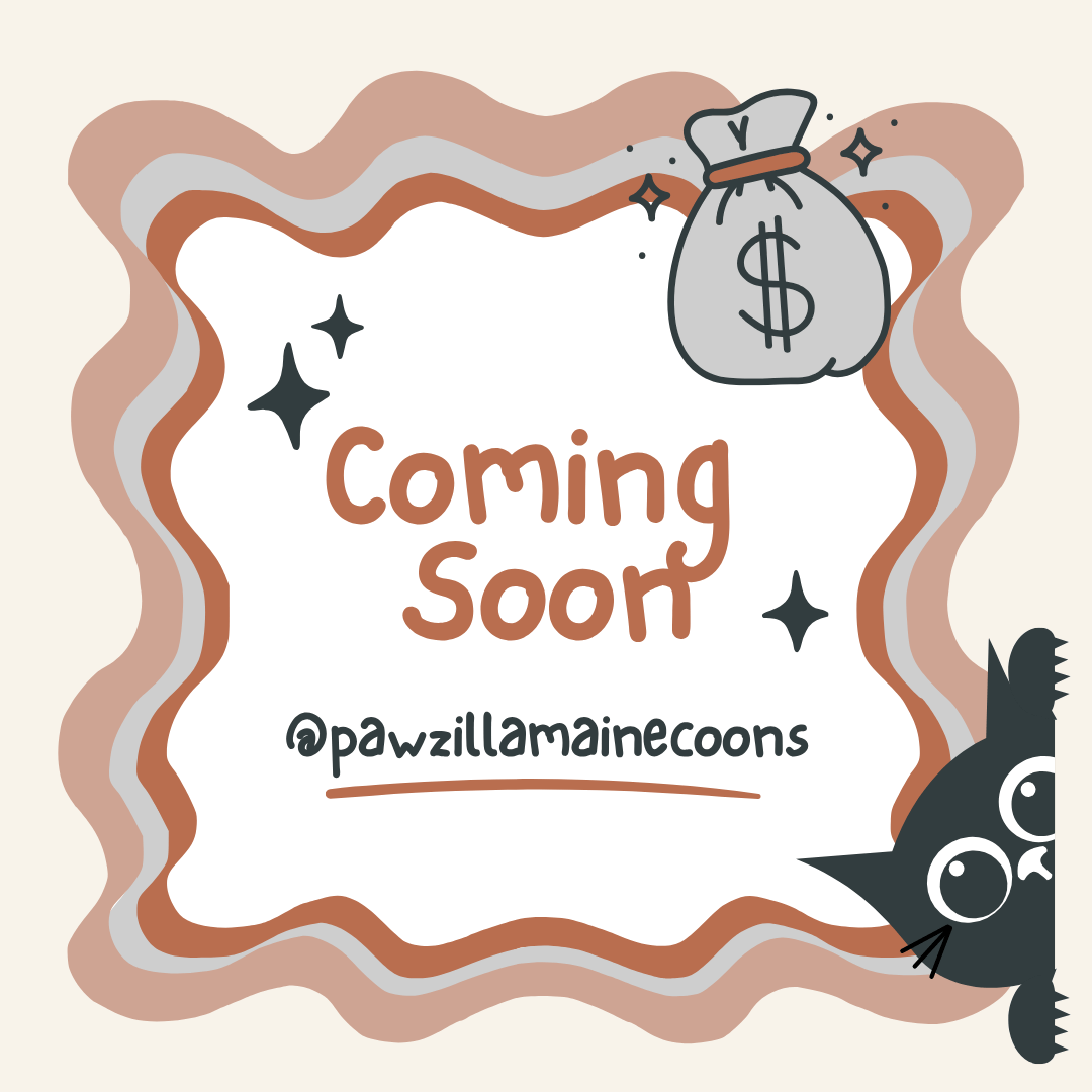 Financing options coming soon for Pawzilla Maine Coons – announcement graphic with cat design and luxury branding.