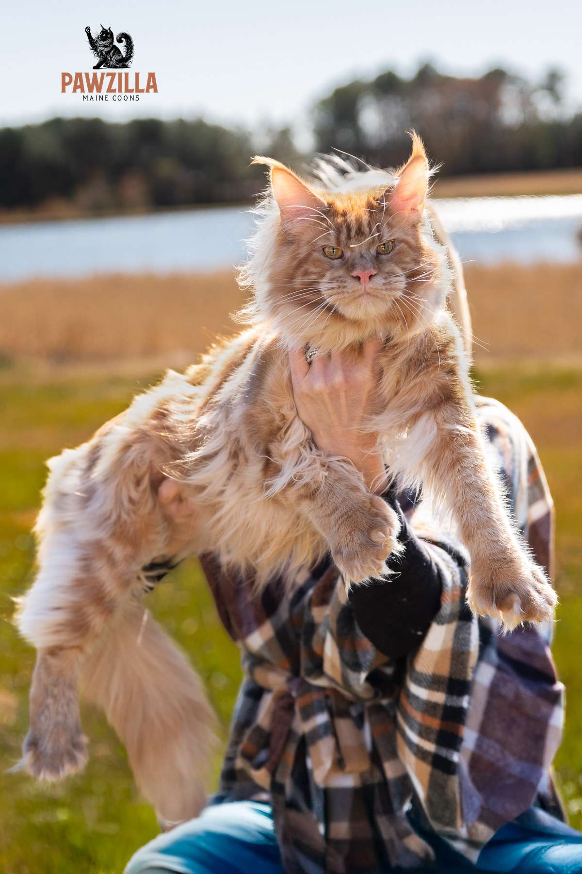 Pawzilla II, a red Maine Coon cat held outdoors near the water, representing Pawzilla Maine Coons.