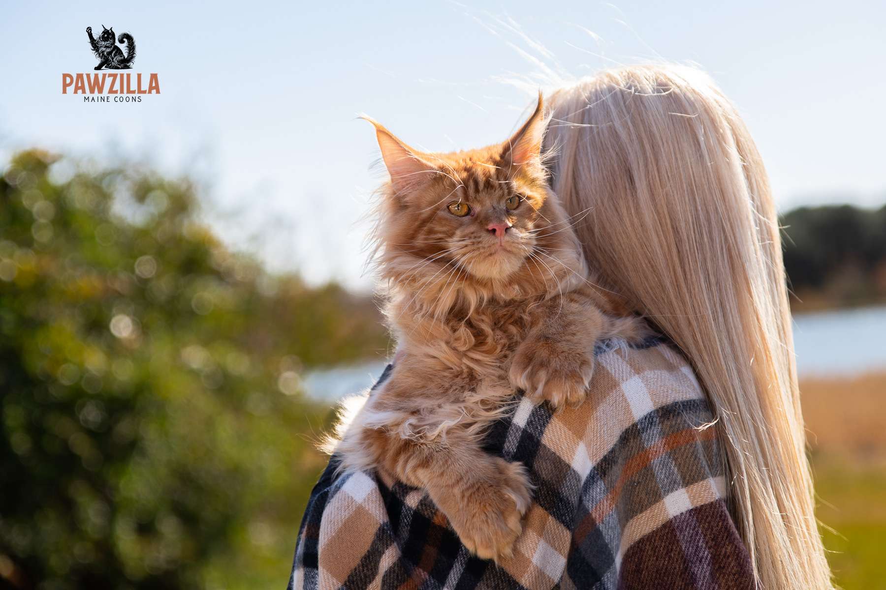 Pawzilla II, a red Maine Coon cat resting on his owner’s shoulder outdoors, photographed near the water with natural light.
