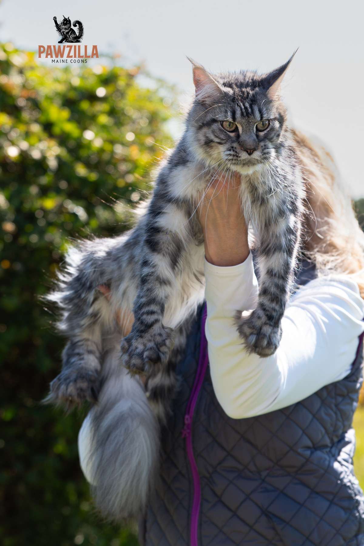 Black classic tabby polydactyl Maine Coon cat named Jellyfish being held outdoors, showing her large size and long fur in natural sunlight.