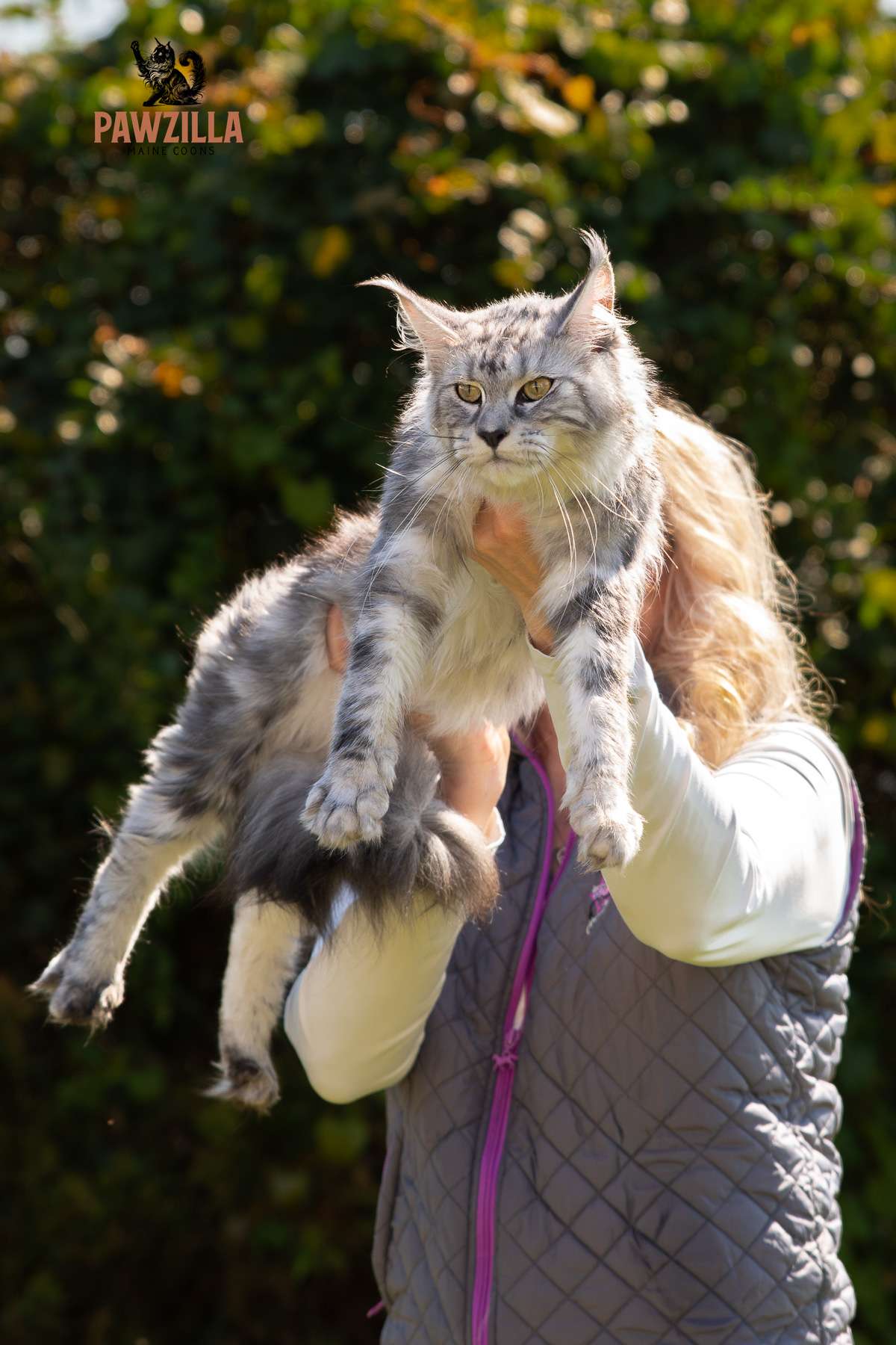 Black silver tabby Maine Coon cat named Raptor being held outdoors, showing her large frame, fluffy tail, and bright silver coat in natural sunlight.