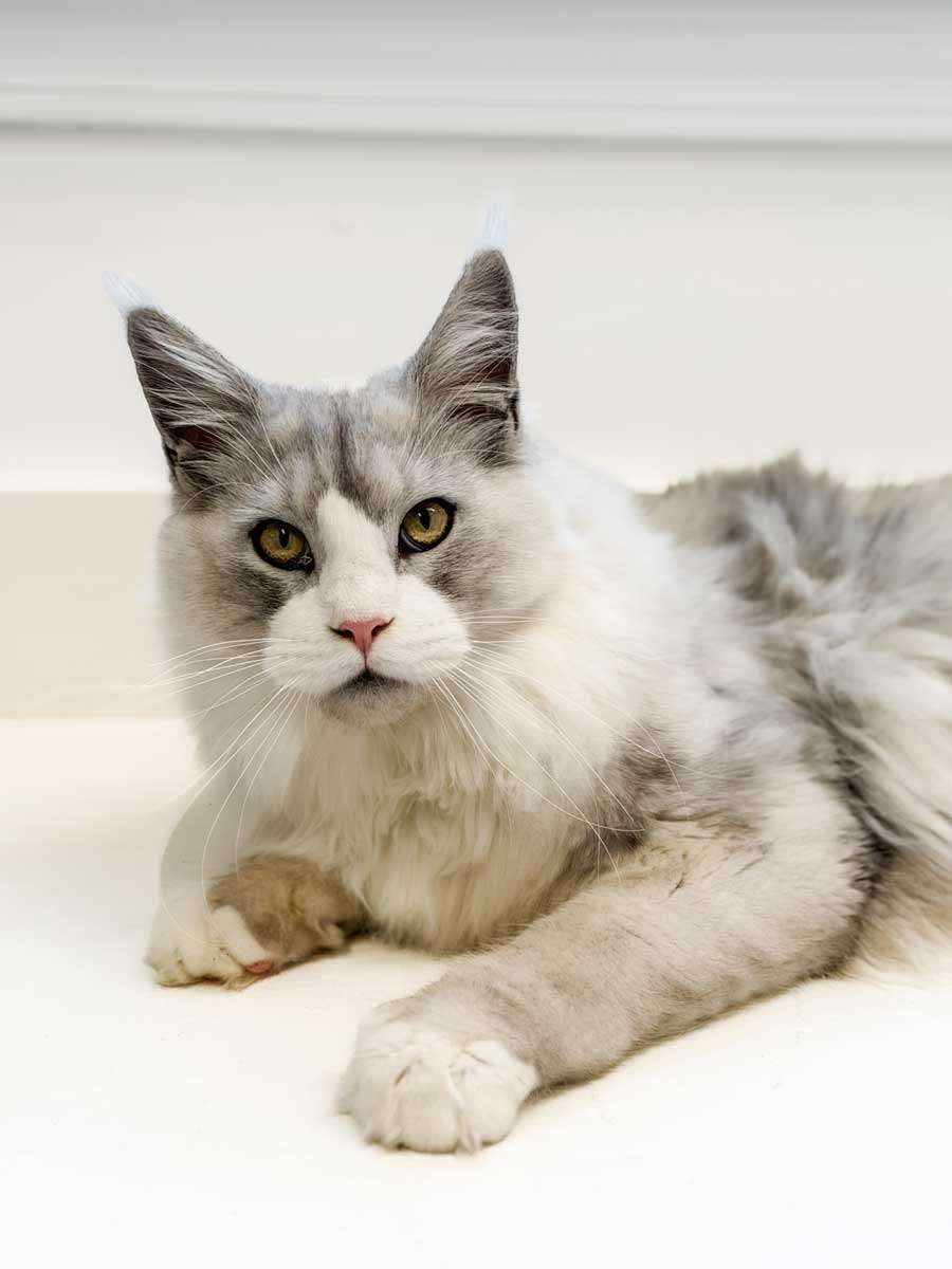 Milo d 1 13 26 Milo d 1 13 26