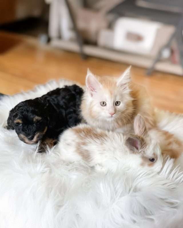 Maine Coon kitten resting calmly with a puppy and a rabbit during supervised multi-pet socialization