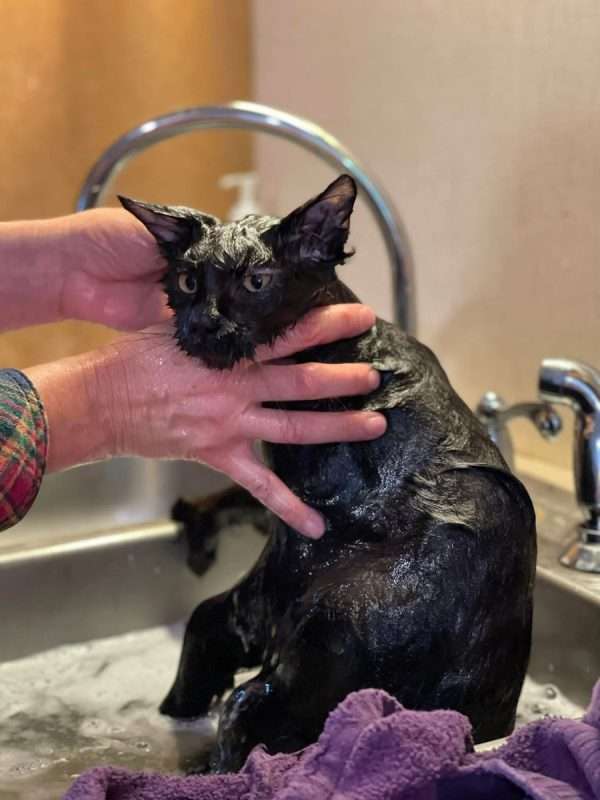 Maine Coon kitten receiving a gentle bath as part of early grooming and handling training