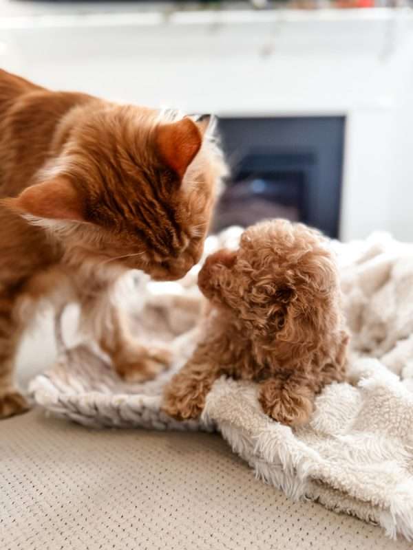 Maine Coon cat gently interacting with a small puppy during early animal socialization in a home environment