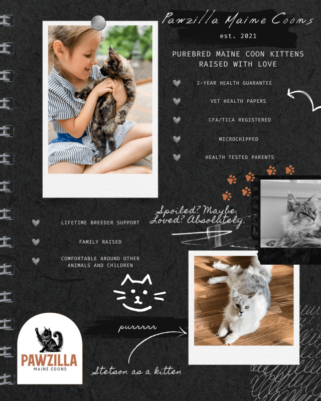 Pawzilla Maine Coons - Family raised, CFA and TICA registered European Maine Coon kittens with health guarantee, vet certificate, and microchipping. Photo of child with kitten and cattery details.
